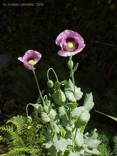 Papaver somniferum