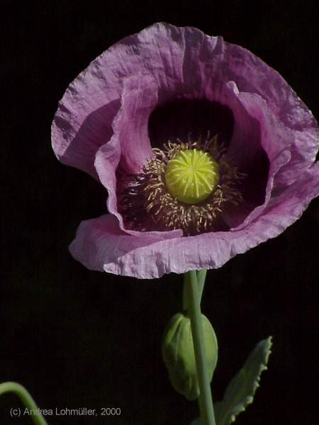 Papaver somniferum