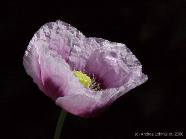 Papaver somniferum