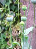 Papaver species