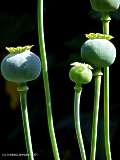 Papaver species