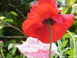 Papaver species