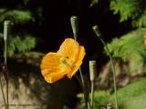 Papaver species