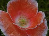 Papaver species