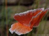 Papaver species