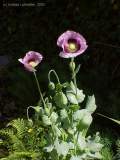 Papaver species