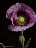 Papaver species