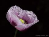 Papaver species