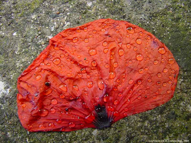 Papaver rhoeas