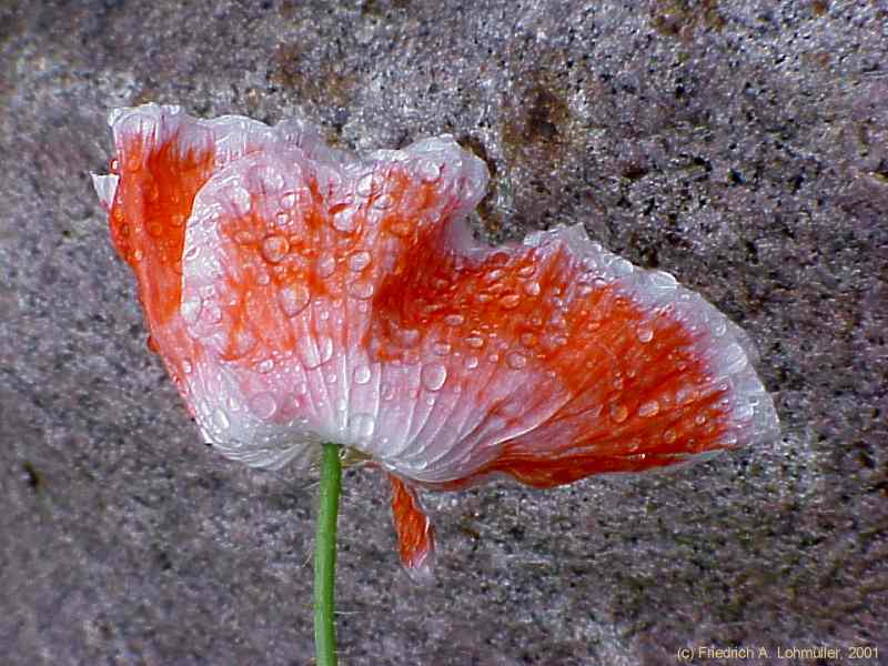 Papaver rhoeas