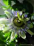 Passiflora caerulea