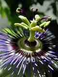 Passiflora caerulea