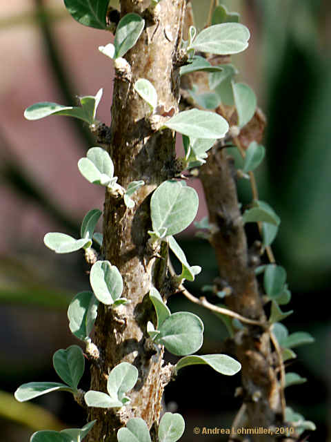 Sesamothamnus lugardii