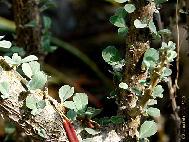 Sesamothamnus lugardii