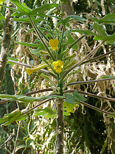 Uncarina roeoesliana