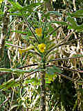 Uncarina roeoesliana