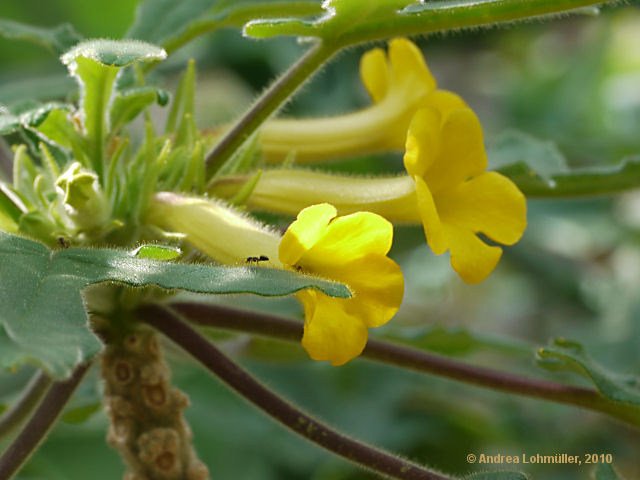 Uncarina roeoesliana