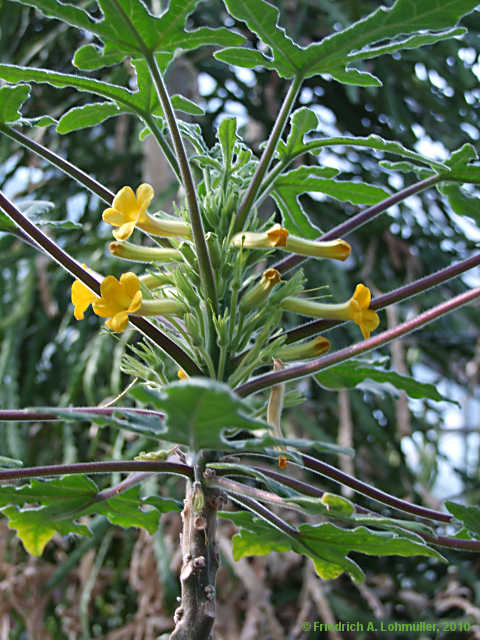 Uncarina roeoesliana