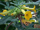 Uncarina roeoesliana