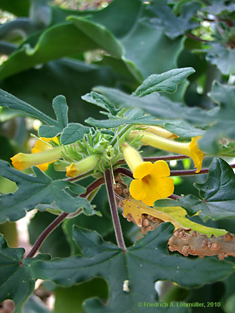 Uncarina roeoesliana