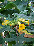 Uncarina roeoesliana