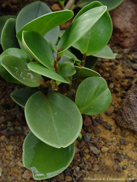 Peperomia blanda