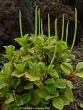 Peperomia clusiaefolia