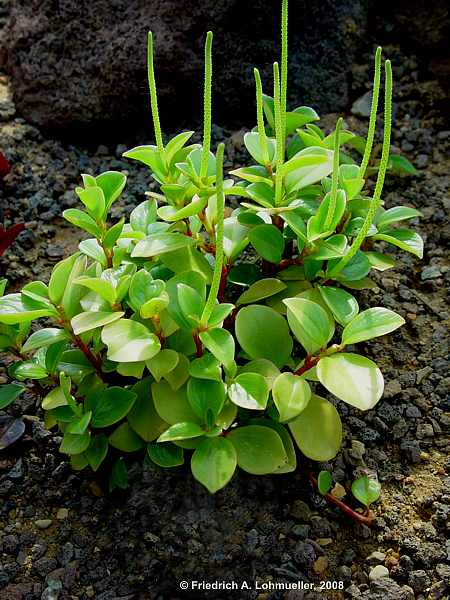 Peperomia clusiaefolia