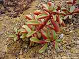 Peperomia graveolens