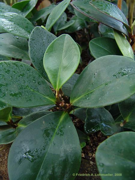 Peperomia obtusifolia 'Rubra'