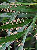 Phyllanthus angustifolius