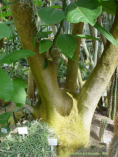 Phytolacca dioica