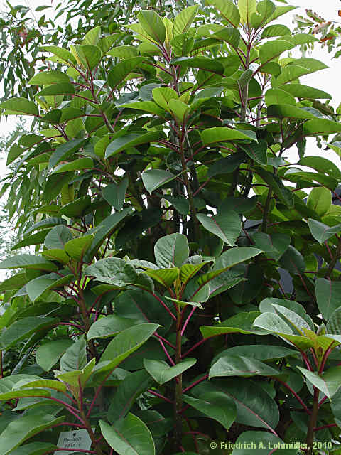 Phytolacca dioica