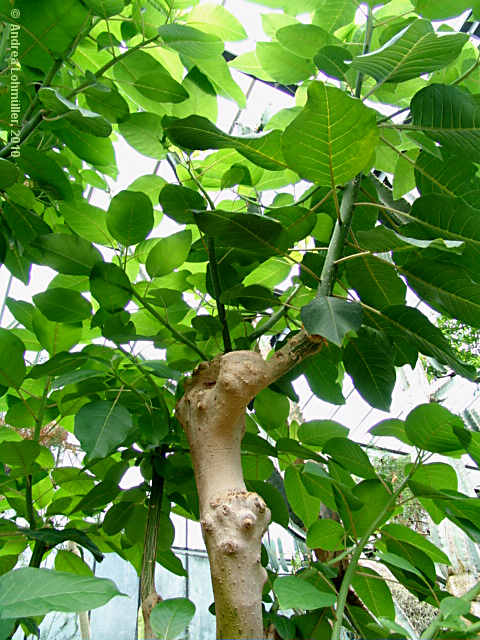 Phytolacca dioica