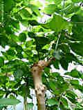 Phytolacca dioica