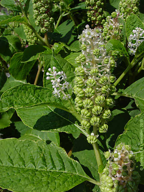 Phytolacca acinosa