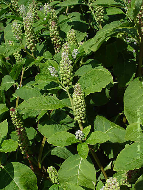 Phytolacca acinosa