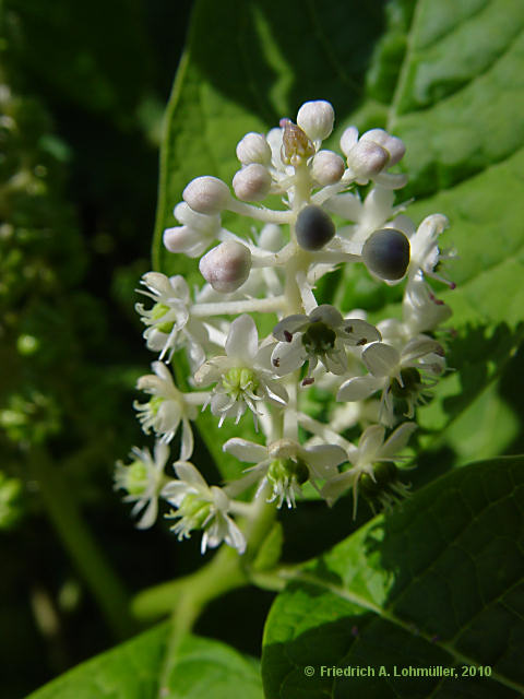 Phytolacca acinosa