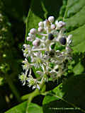 Phytolacca acinosa