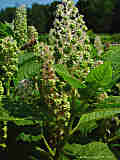 Phytolacca acinosa