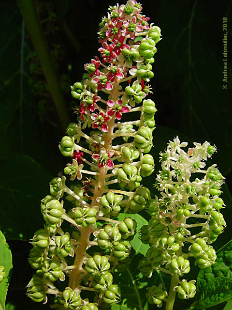 Phytolacca acinosa