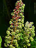 Phytolacca acinosa