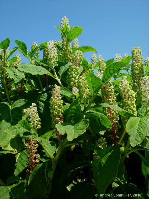 Phytolacca acinosa