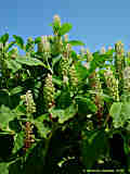 Phytolacca acinosa