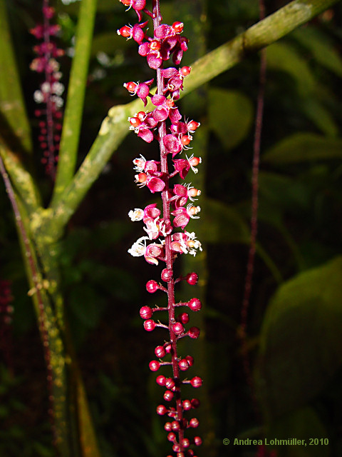 Trichostigma peruvianum