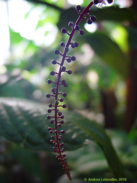 Trichostigma peruvianum