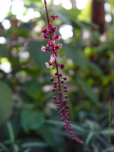 Trichostigma peruvianum