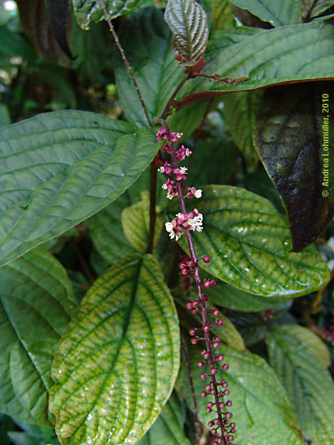 Trichostigma peruvianum