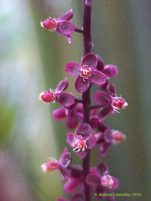 Trichostigma peruvianum