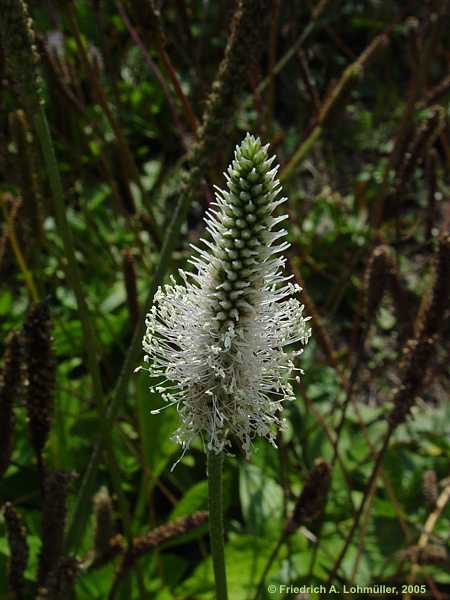 Plantago media